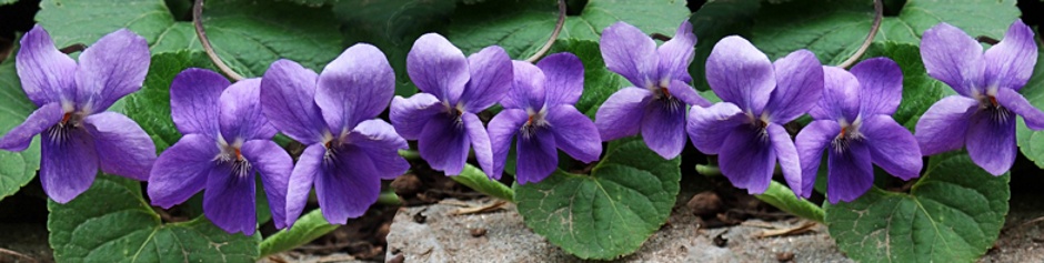 Skyview Middle School Library